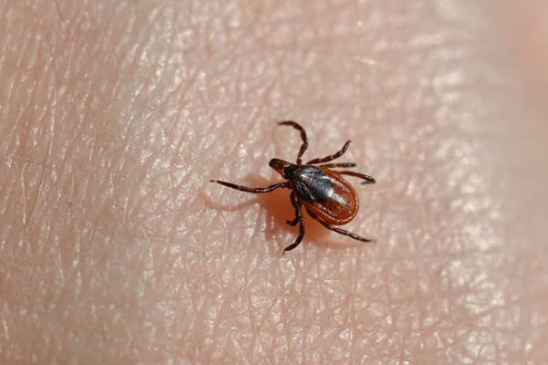The Hidden Truth About Lyme Disease: What You Haven’t Been Told