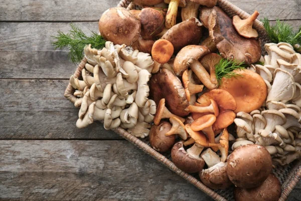 Medicinal Mushrooms: Nature’s Most Powerful Healing Allies