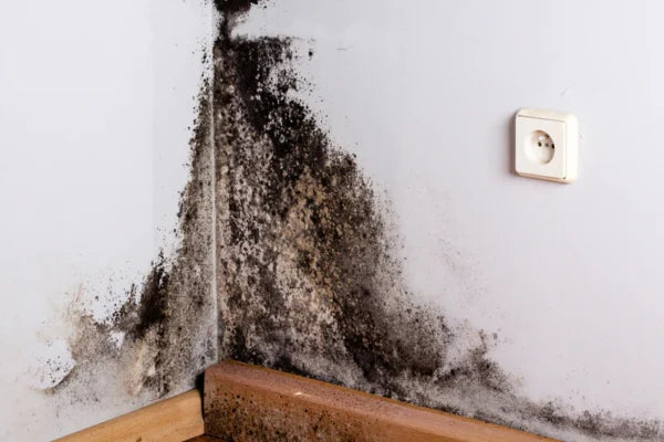 Mold Toxicity: Symptoms, Testing, and Full Detox Protocol